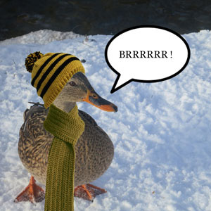 Il fait trop froid, même pour un canard !